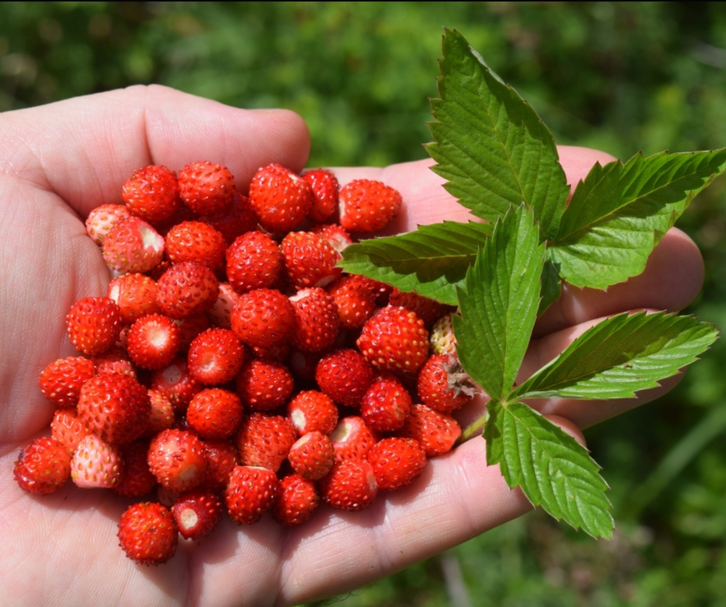 Benefits of Alpine Strawberry